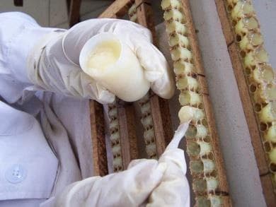 Hands-on frame handling and colony inspection practice.