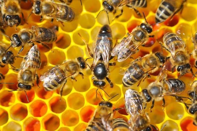 Close observation of colony activity and brood-area strength.