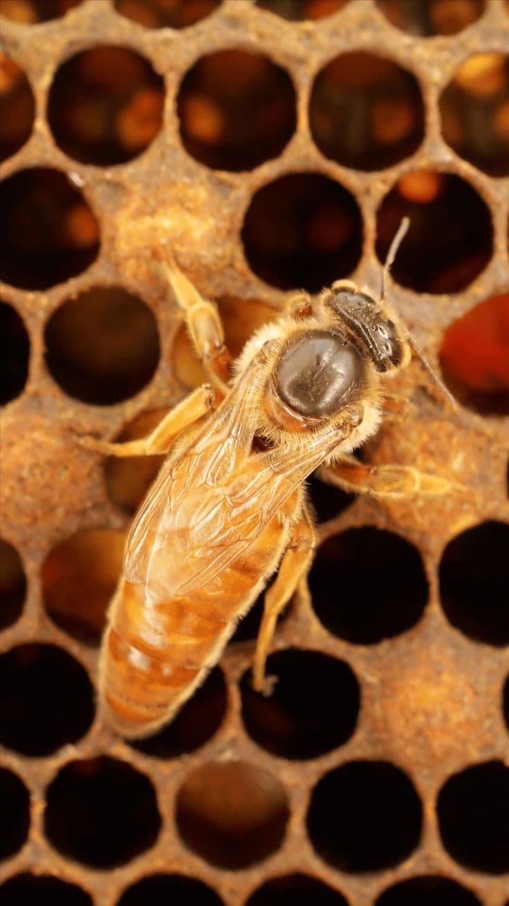 Queen rearing training activity
