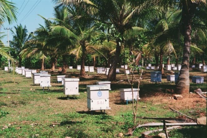 Field beekeeping