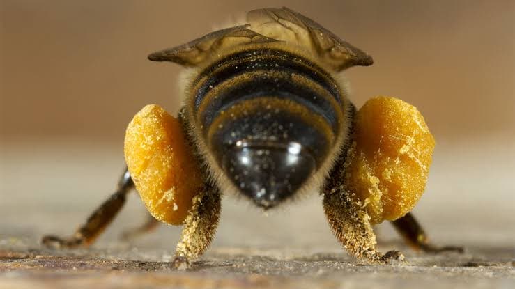 Bee pollen product collection and handling