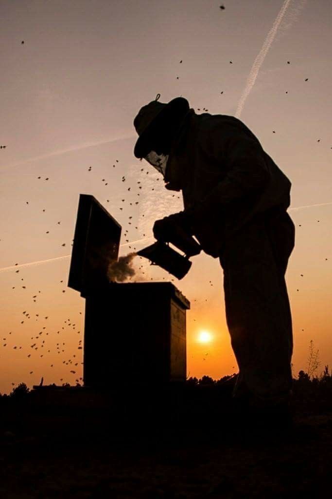 Managing Bee Colonies in High Temperature Without Losing Strength