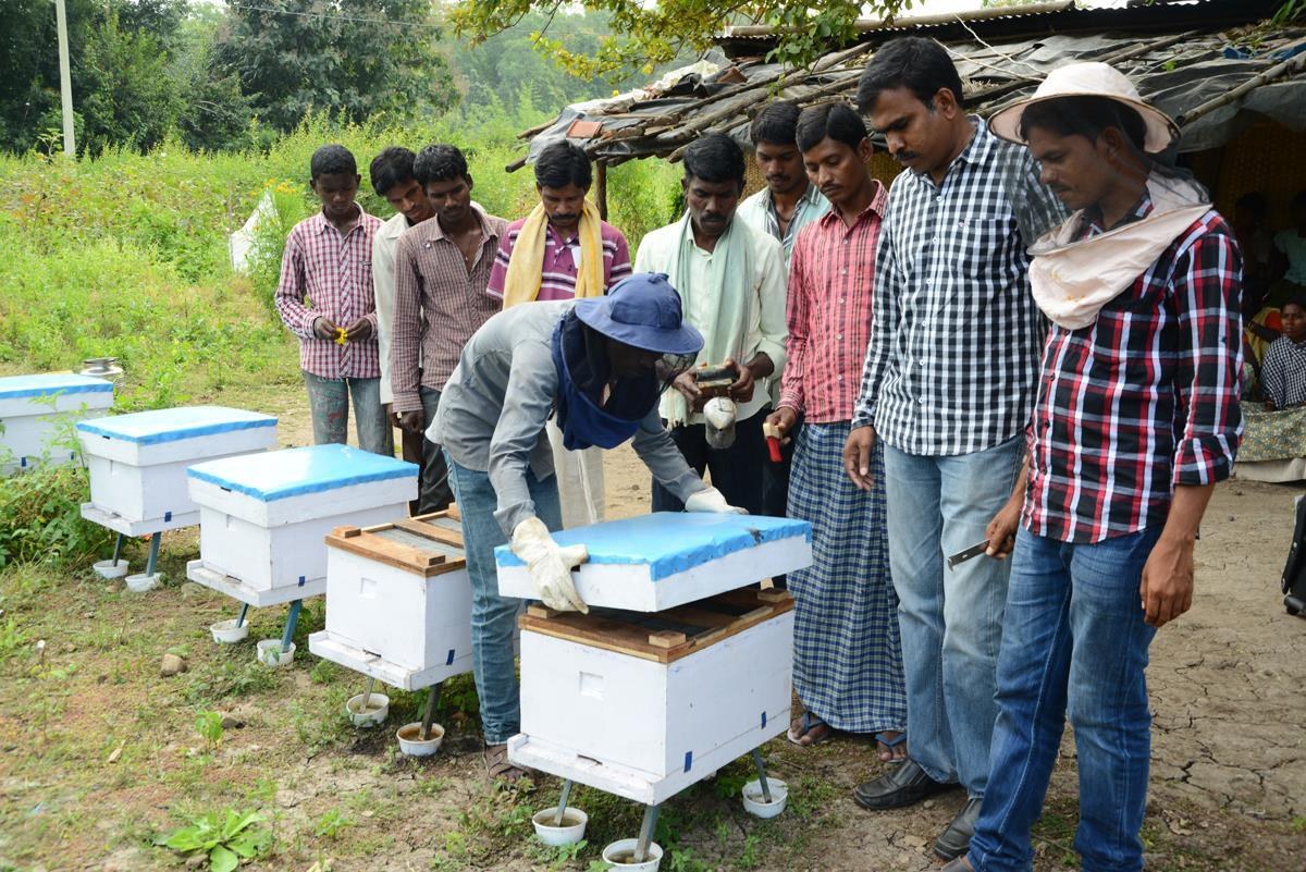 Climate-Interrupted Nectar Flow: Build a Bloom Calendar Before Moving Hives