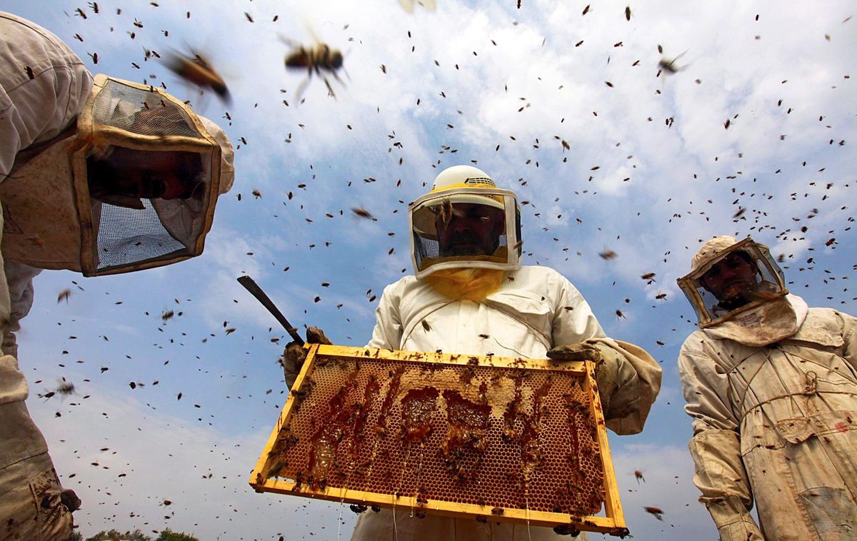 How To Select a Bee Honey Production During Monsoon Season in Beekeeping